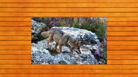 Bear vs. Wolf Jigsaw Puzzle screenshot, image №4184424 - RAWG