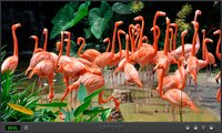 Animals Of The World screenshot, image №3311961 - RAWG