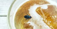 Beer Fly screenshot, image №2582048 - RAWG