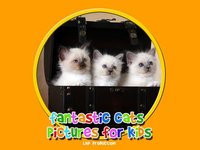 fantastic cats pictures for kids - free screenshot, image №1866738 - RAWG