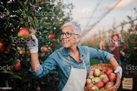 Apple Picker (tylertuan) screenshot, image №3780016 - RAWG