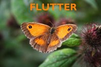 Flutter screenshot, image №1150769 - RAWG