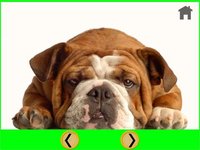 nice dogs for kids - free screenshot, image №1866708 - RAWG