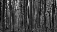 The Devils Forrest screenshot, image №1873950 - RAWG