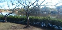 Reston Dog Spotter VR screenshot, image №2257321 - RAWG