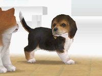 Nintendogs: Labrador & Friends screenshot, image №1865362 - RAWG