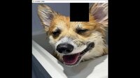 hgmGame-dog screenshot, image №4173679 - RAWG
