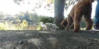 Reston Dog Spotter VR screenshot, image №2257322 - RAWG