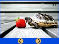 exceptionnal turtles for kids - free screenshot, image №1866629 - RAWG