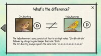 BirdLingo: A birdsong learning game screenshot, image №4080162 - RAWG