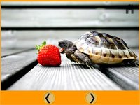 marvelous turtles for kids - free screenshot, image №1866813 - RAWG