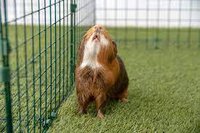 Guinea Pig Toss screenshot, image №3710203 - RAWG