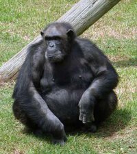 mOnKE (bigstinketh) screenshot, image №2670738 - RAWG