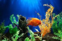 Aquarium (itch) (513productions) screenshot, image №2751179 - RAWG