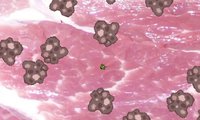 GI Germs - Ludum Dare 38 screenshot, image №1175256 - RAWG