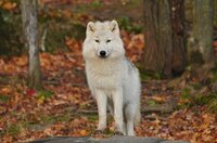 Lumberjack and Wolves screenshot, image №3446216 - RAWG