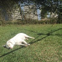 Fetch (itch) screenshot, image №1224669 - RAWG