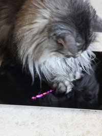 Cat Selfie screenshot, image №925936 - RAWG