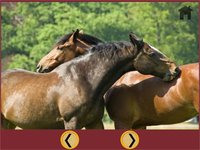 captivating horses for kids - free screenshot, image №1866688 - RAWG
