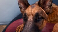 Doggy Up! screenshot, image №4135158 - RAWG
