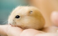 animals that are SO DARN CUTE bundle screenshot, image №3402933 - RAWG