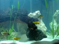 Fish It Up screenshot, image №1233665 - RAWG