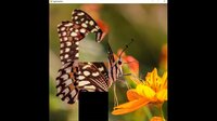 hgmGame-butterfly screenshot, image №4214765 - RAWG