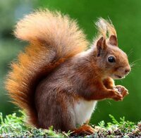 Ultimate Puzzles: Animals 2 screenshot, image №2695891 - RAWG