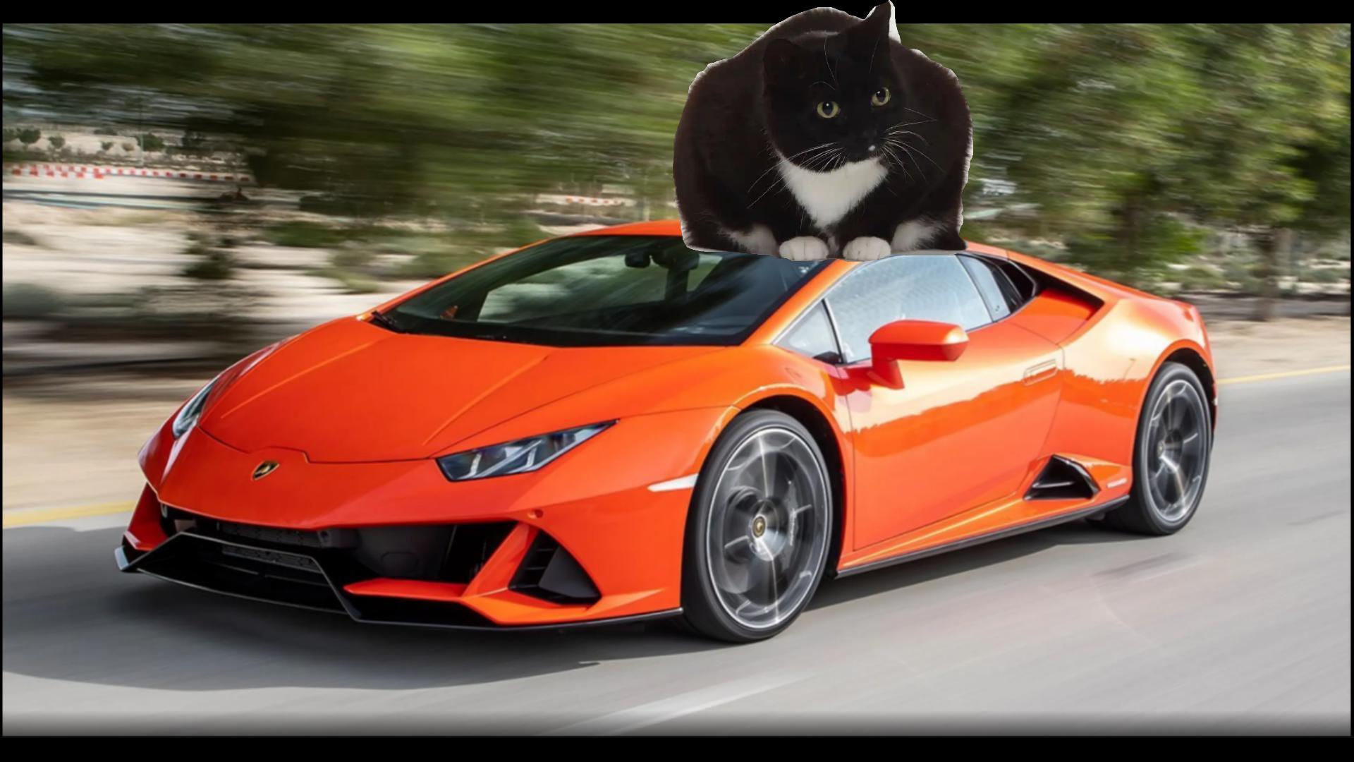 cat_race
