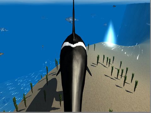 Orca Whale Simulator
