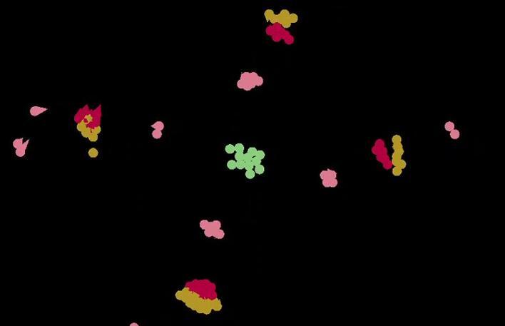 Particle Life Simulator