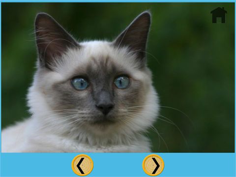 kids cat lovers - free