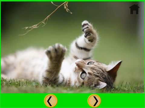 splendid cats for kids - free