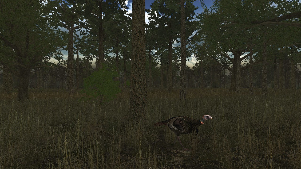 Wild Turkey Hunter VR
