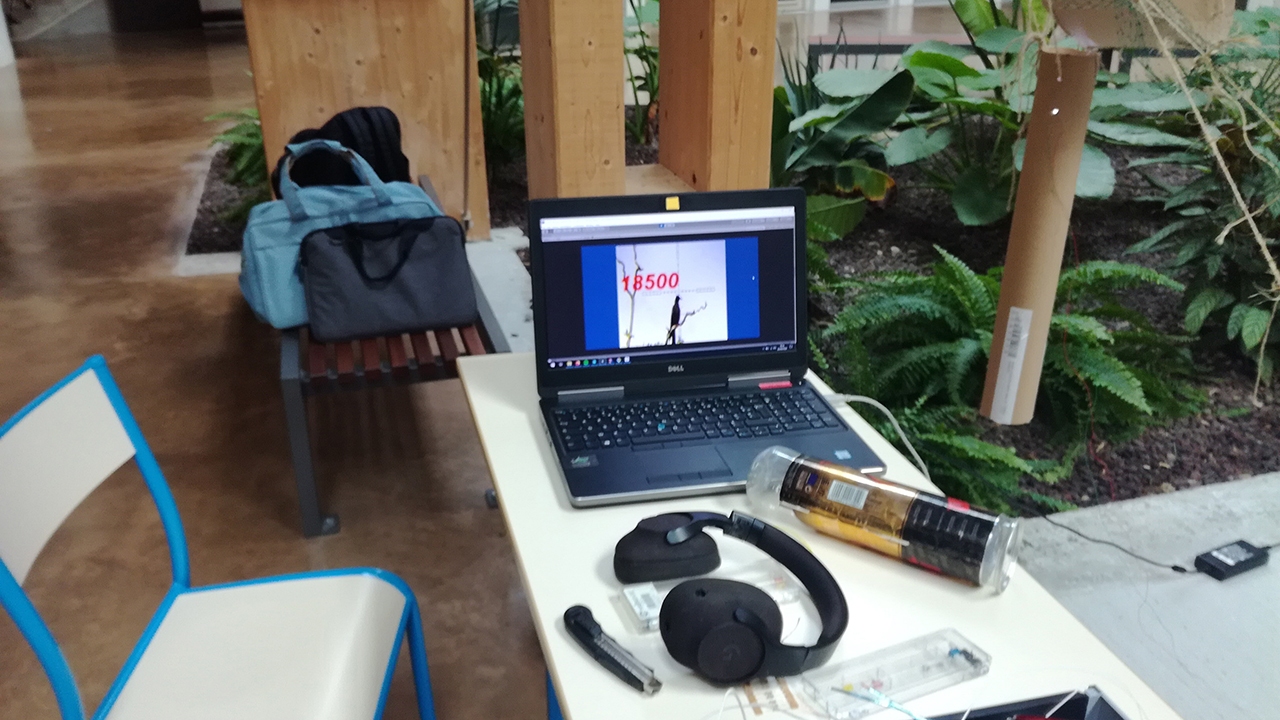 Patator Bird Arcade Shooting