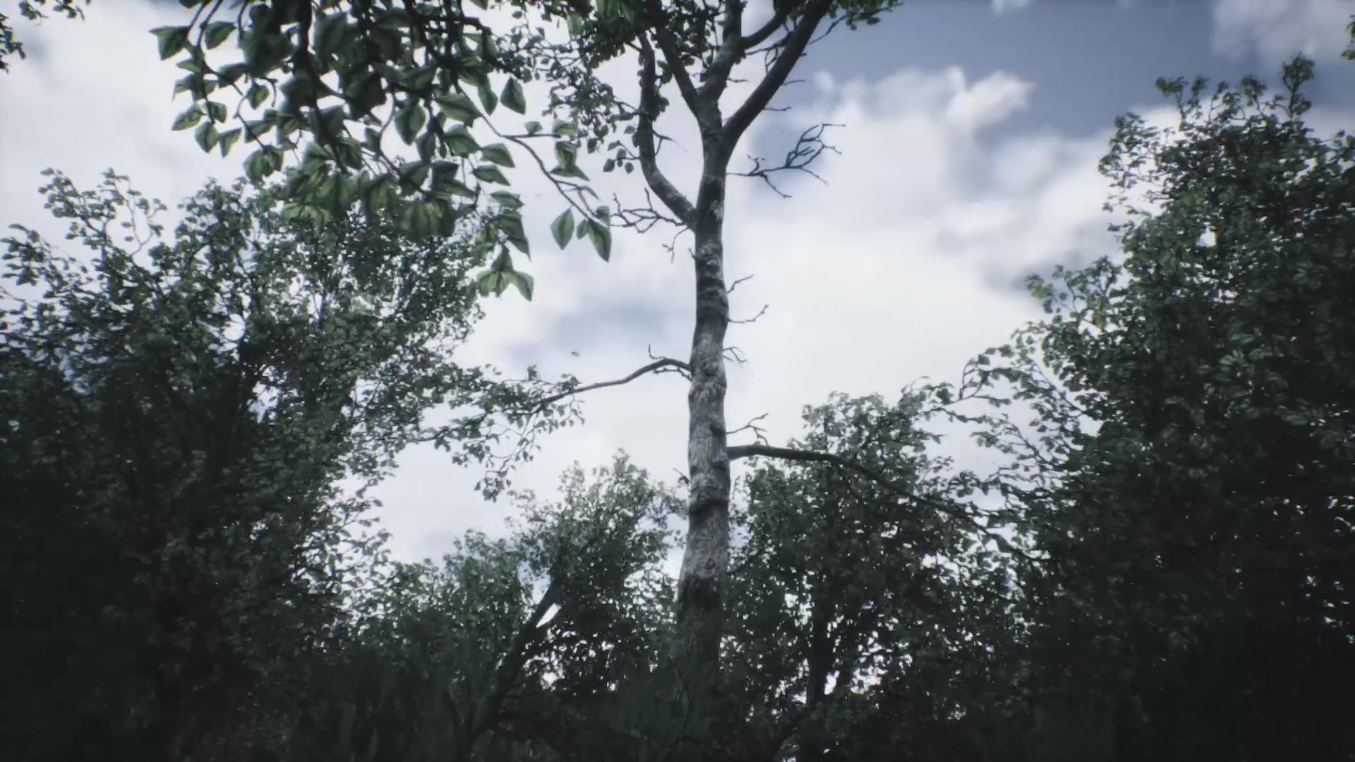 Explorable Forest Valley