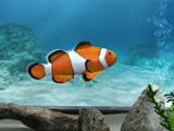 My Aquarium