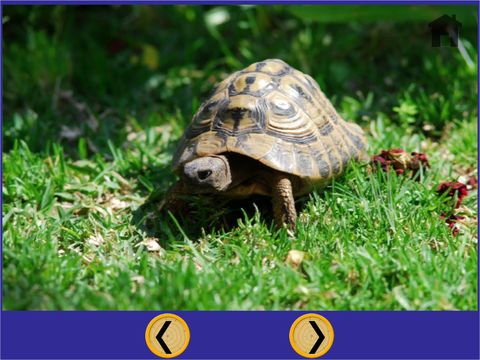 turtles for small kids - free