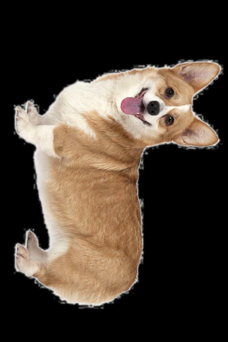 corgi (itch)