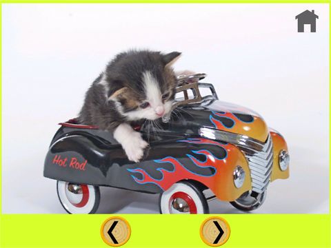 cats and games for kids - free game