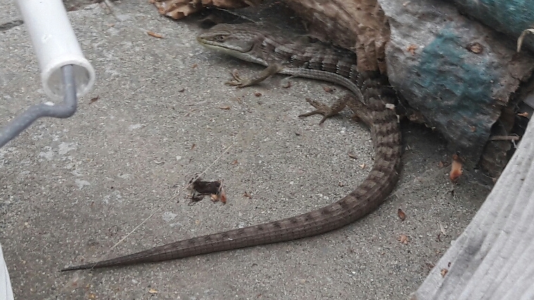 The silverfish stalks at midnight