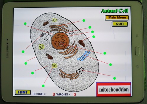 Label that Diagram - Cells