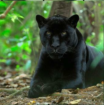 Ultimate Puzzles Animals 4