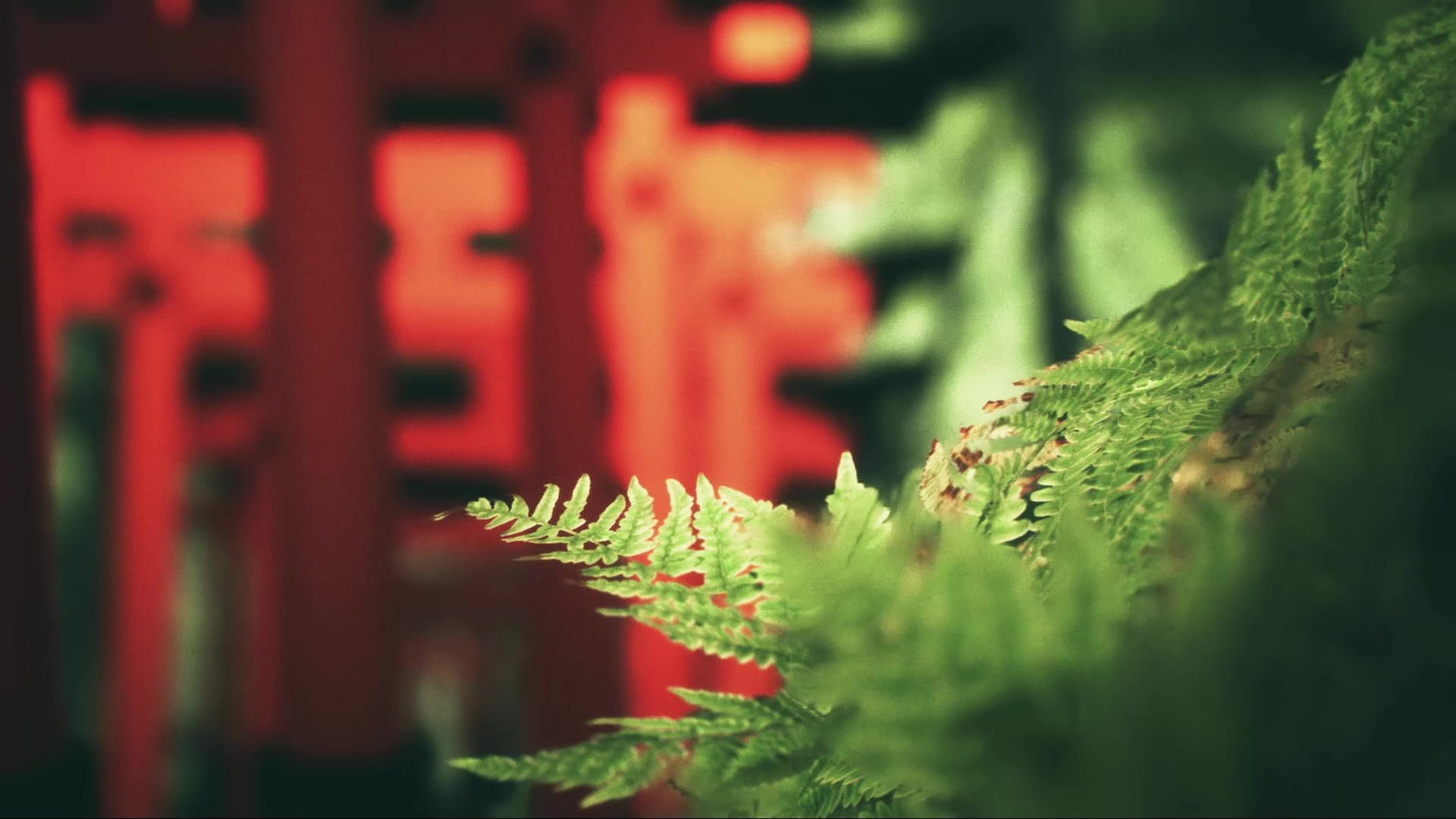 Explore Fushimi Inari