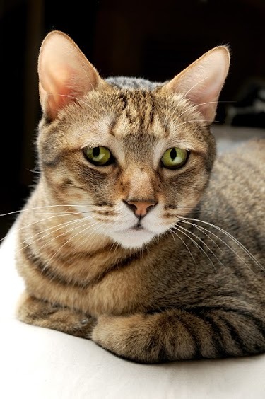 ZZBIOP LittleFluffyCat