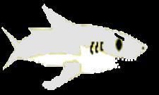 Shark Dash Unlimited